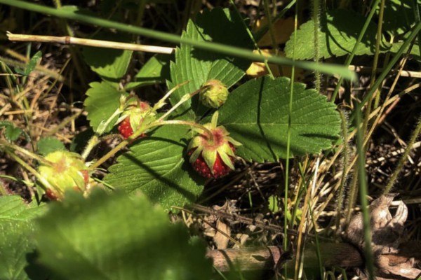 Bashkortostan Development Corporation has presented a new investment proposal for processing wild plants