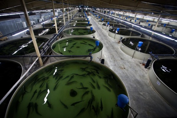 In the SEZ "Alga" will open a production for processing sturgeon for 1.1 billion rubles